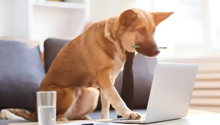 Features of a Dog Language Translator Features of a Dog Language Translator