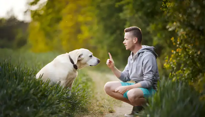 How Do Dogs Say Sorry?
