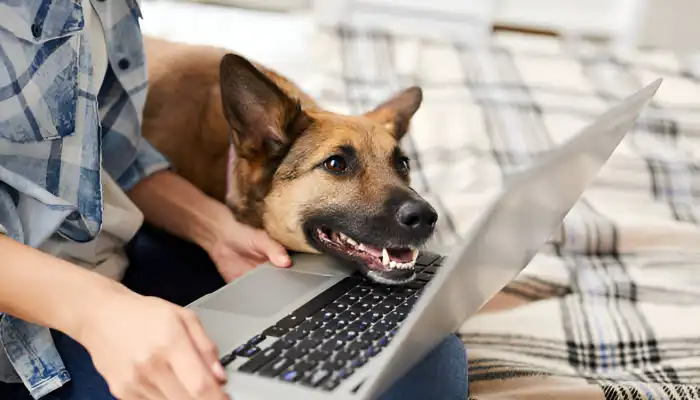 How Do I Use the Dog Translator App?