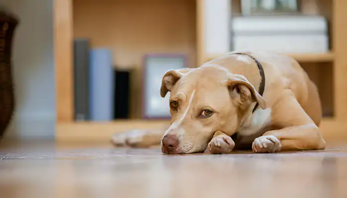 What Do Dogs Say When They Are Sad?