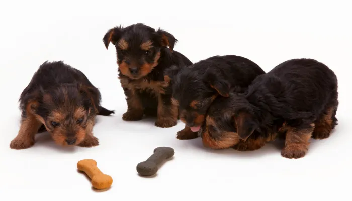 Applications of Human to Dog Translators Applications of Human to Dog Translators
