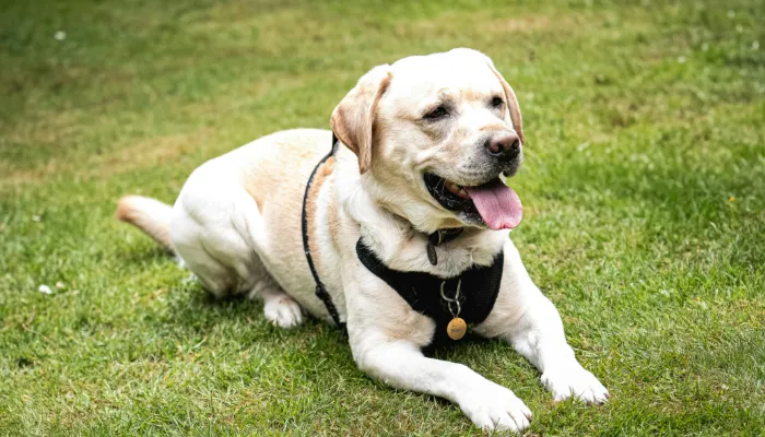 Basic Understanding of Dog Whistlings for Training Your Dog Basic Understanding of Dog Whistlings for Training Your Dog