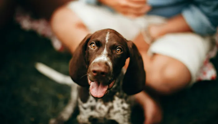 Benefits of Using Dog Whistling Translators Benefits of Using Dog Whistling Translators