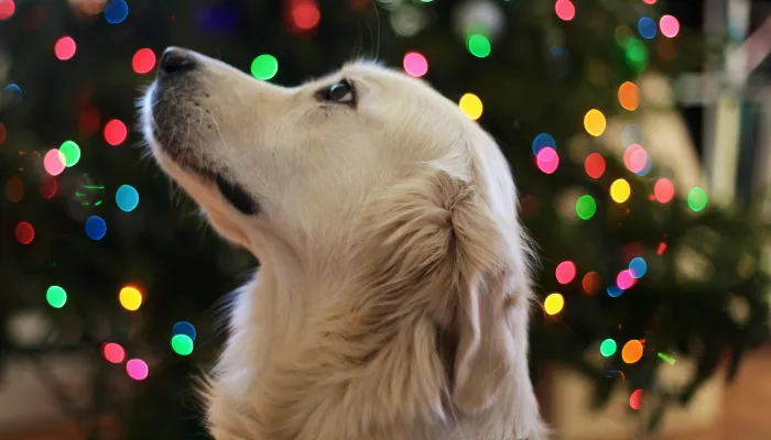 Dog Language Translator: A Brief Overview Dog Language Translator: A Brief Overview