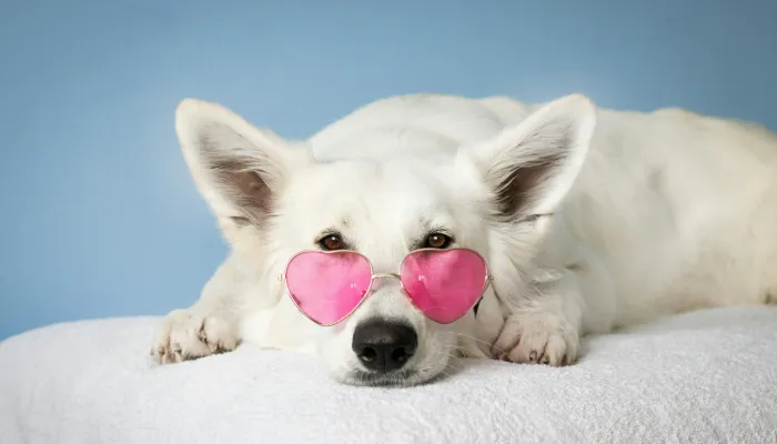 Dog Translator App: A Brief Overview Dog Translator App: A Brief Overview