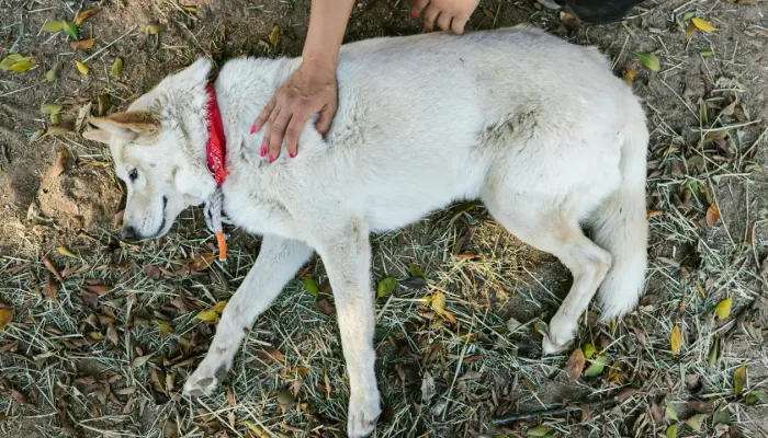 Dog Translator Technology to Better Understand Dogs Dog Translator Technology to Better Understand Dogs
