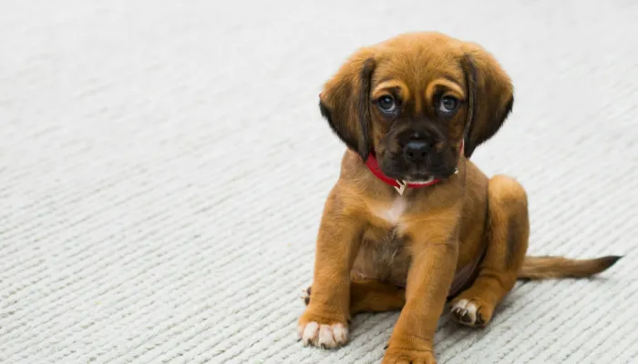 English to Dog Translator: A Brief Overview English to Dog Translator: A Brief Overview