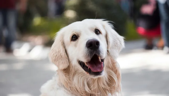 Future of Dog-Human Communication Technology Future of Dog-Human Communication Technology