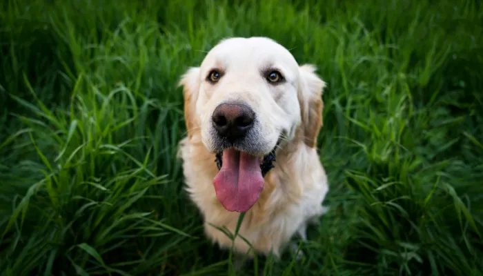 Future of Dog Language Translation Technology Future of Dog Language Translation Technology
