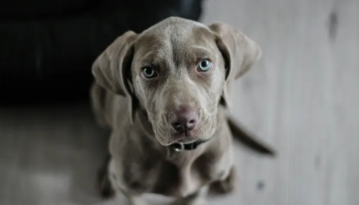 How Do Dogs Communicate? How Do Dogs Communicate?