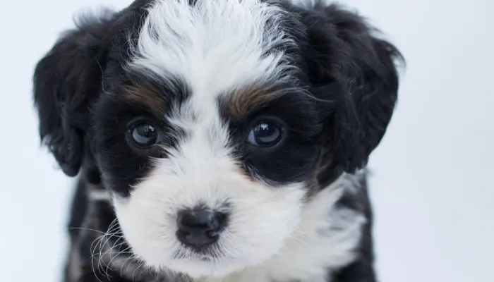 How Does a Dog Translator App Work? How Does a Dog Translator App Work?