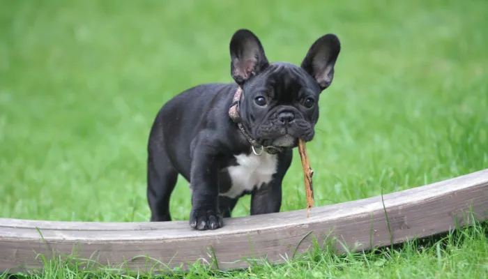 How Does a Human Dog Translator Work? How Does a Human Dog Translator Work?