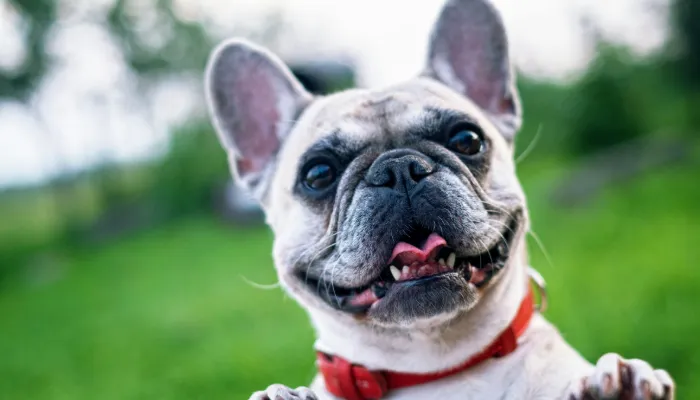How to Communicate with Your Dog Effectively? How to Communicate with Your Dog Effectively?