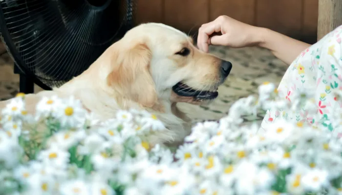 How to Respond to Dog Whistling How to Respond to Dog Whistling