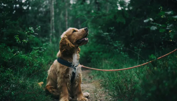 How to Speak Dog Language Translator: Getting Started How to Speak Dog Language Translator: Getting Started