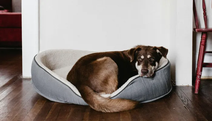 Human to Dog Translator: Learn What It Is? Human to Dog Translator: Learn What It Is?