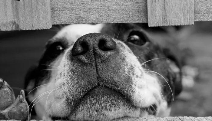 Popular Dog Language Translator Apps and Devices Popular Dog Language Translator Apps and Devices