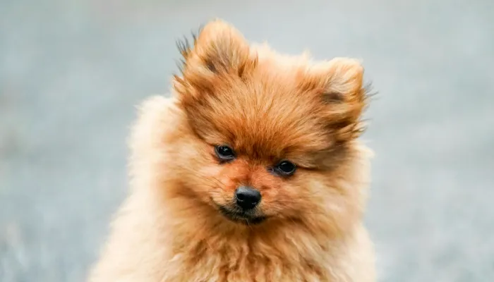 Popular English to Dog Translator Apps & Devices Popular English to Dog Translator Apps & Devices